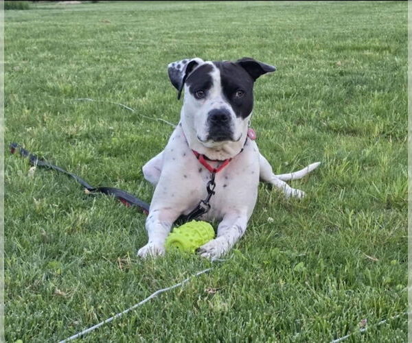 Medium Photo #1 American Bulldog-Unknown Mix Puppy For Sale in Germantown, OH, USA