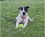 Small American Bulldog Mix