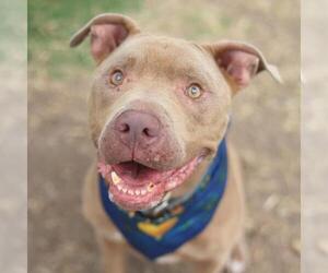 American Staffordshire Terrier-Unknown Mix Dogs for adoption in San Antonio, TX, USA