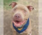 Small American Staffordshire Terrier Mix