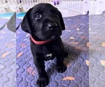 Puppy Superman Labrador Retriever