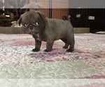 Puppy CountessChocula Pug