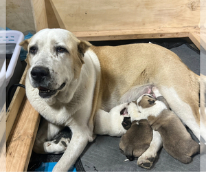 Mother of the Central Asian Shepherd Dog puppies born on 12/04/2023
