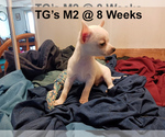 Small #6 Chihuahua