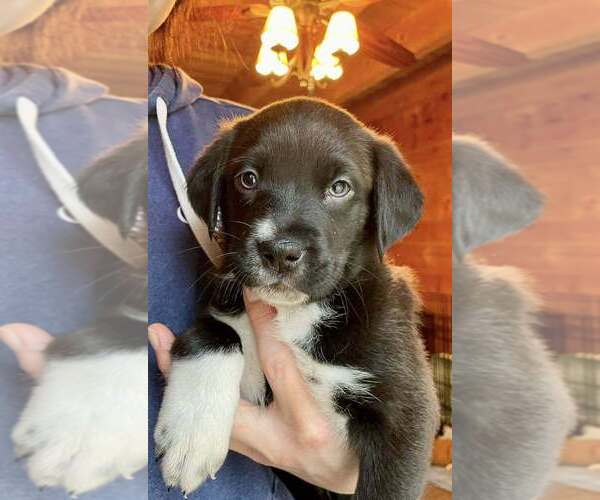 Medium Photo #1 Catahoula Leopard Dog-Labrador Retriever Mix Puppy For Sale in New York, NY, USA