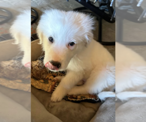 Great Pyrenees Dogs for adoption in Coralville, IA, USA