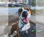 Small #1 American Pit Bull Terrier Mix