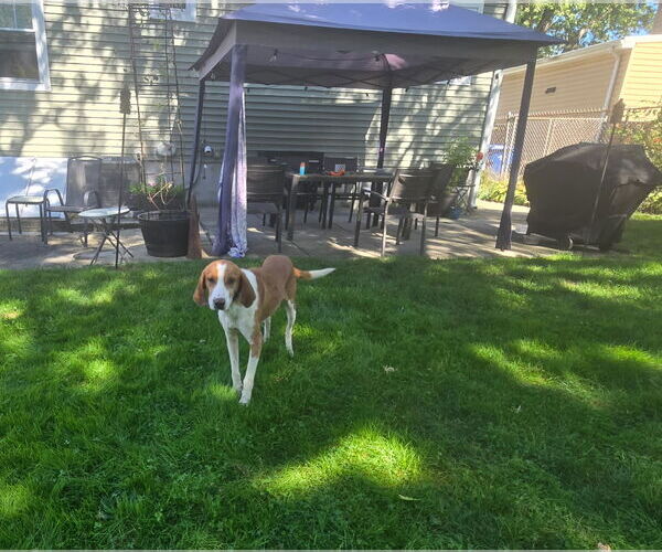 Medium Photo #1 Mutt Puppy For Sale in Oakhurst, NJ, USA