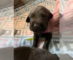Image preview for Ad Listing. Nickname: Yellow collar
