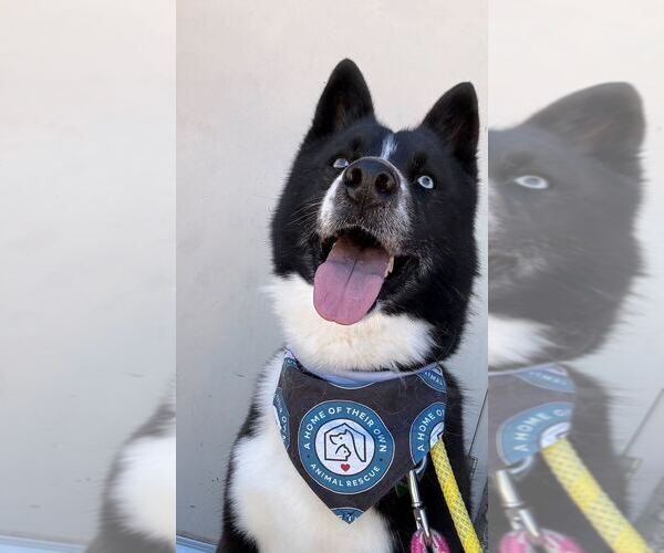 Medium Photo #14 Border Collie-Siberian Husky Mix Puppy For Sale in Silver Spring, MD, USA