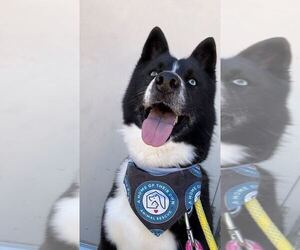 Ace - Male Border Collie-Siberian Husky Mix Dog for Adoption - Photo #14