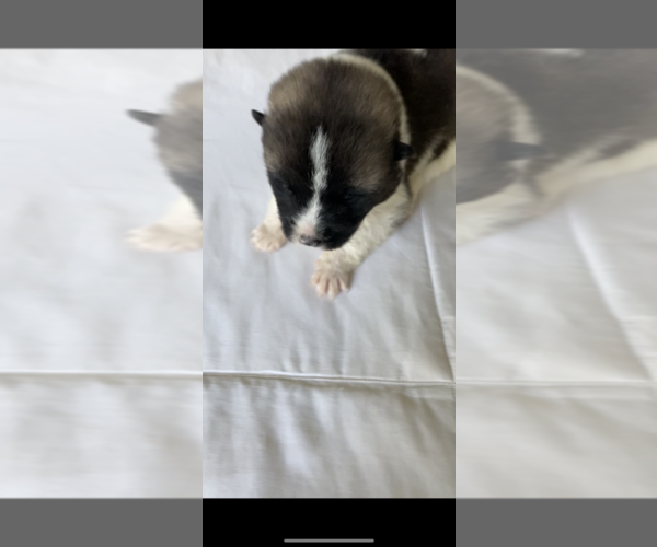 Medium Photo #3 Akita Puppy For Sale in ANTIOCH, CA, USA