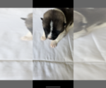 Small Photo #3 Akita Puppy For Sale in ANTIOCH, CA, USA