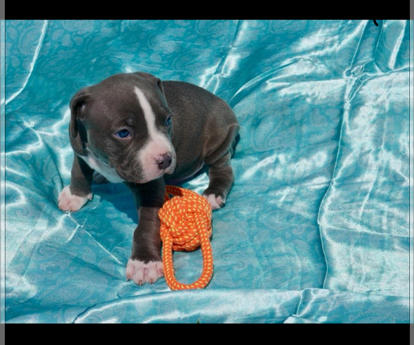 Medium Photo #8 American Bully Puppy For Sale in RICHMOND, VA, USA