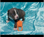 Small #7 American Bully