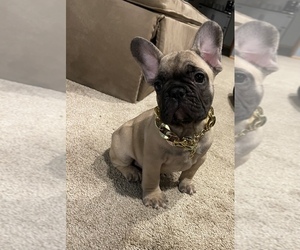 French Bulldog Puppy for sale in PUYALLUP, WA, USA
