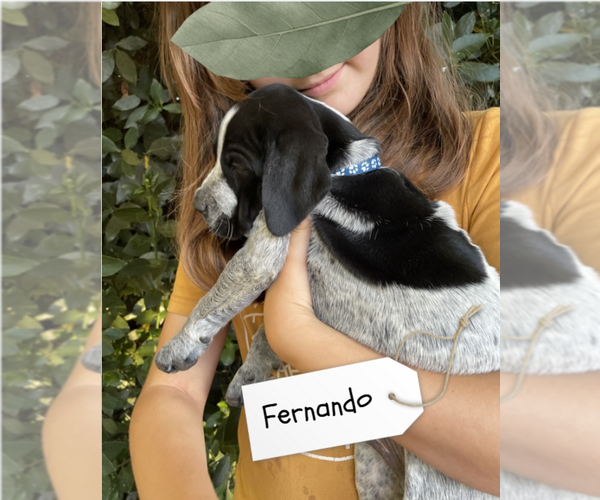 Medium Photo #45 Pointer Puppy For Sale in SACRAMENTO, CA, USA