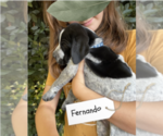 Small Photo #45 Pointer Puppy For Sale in SACRAMENTO, CA, USA