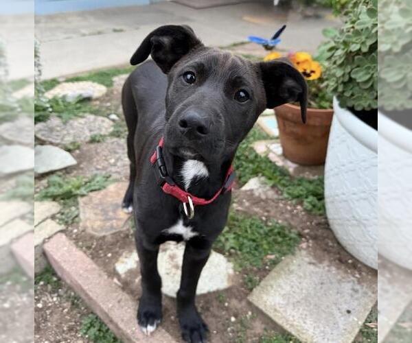 Medium Photo #25 Labrador Retriever-Unknown Mix Puppy For Sale in San Diego, CA, USA