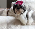 Small #6 Shih Tzu