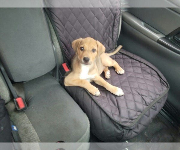 Medium Photo #7 Beagle-Unknown Mix Puppy For Sale in Escondido, CA, USA