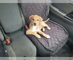 Small Photo #7 Beagle-Unknown Mix Puppy For Sale in Escondido, CA, USA
