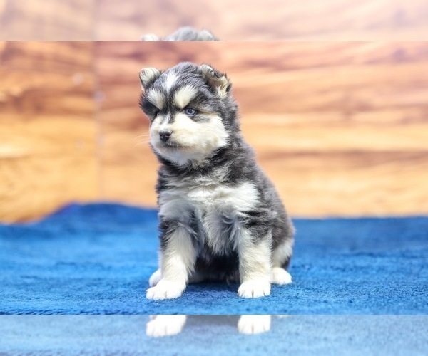 Medium Photo #6 Pomsky Puppy For Sale in TAMPICO, IL, USA