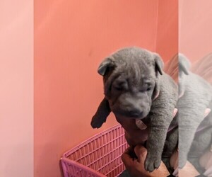 Chinese Shar-Pei Puppy for sale in NIAGARA FALLS, NY, USA