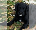 Puppy 2 Labradoodle-Labrador Retriever Mix