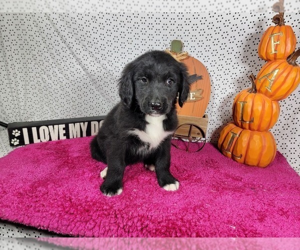 Medium Photo #5 Golden Mountain Dog Puppy For Sale in BLACK FOREST, CO, USA