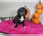 Small #4 Golden Mountain Dog