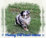 Small Miniature Australian Shepherd