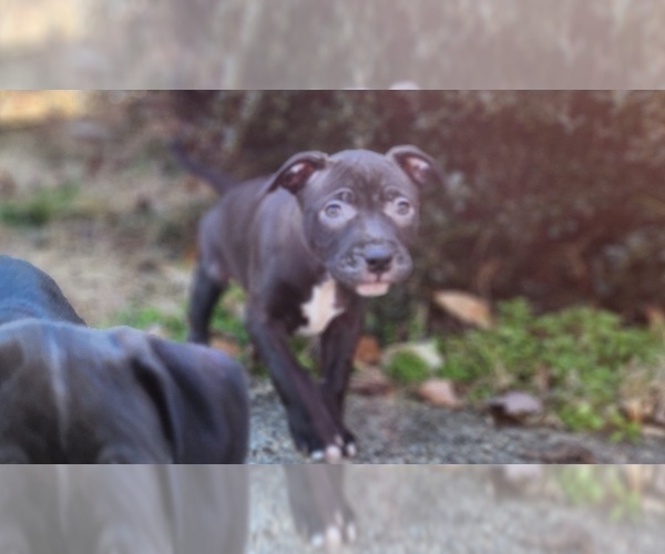 Medium Photo #9 American Pit Bull Terrier Puppy For Sale in GLN ALLN, VA, USA