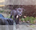 Small Photo #9 American Pit Bull Terrier Puppy For Sale in GLN ALLN, VA, USA