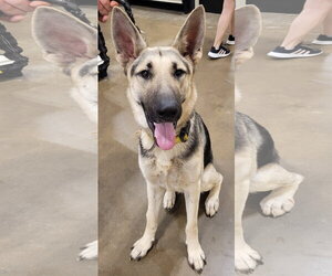 German Shepherd Dog Dogs for adoption in Centreville, VA, USA