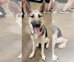 Small German Shepherd Dog
