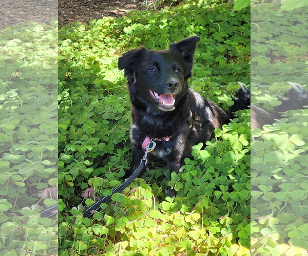 Medium Photo #2 Mutt Puppy For Sale in Sequim, WA, USA