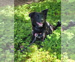 Small #1 Mutt