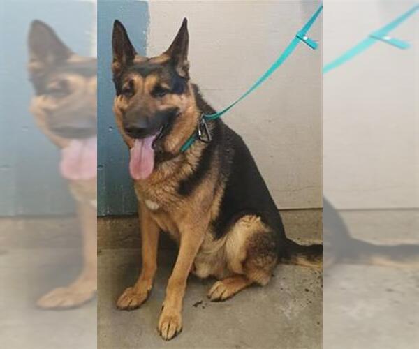 Medium Photo #1 German Shepherd Dog Puppy For Sale in Camarillo, CA, USA