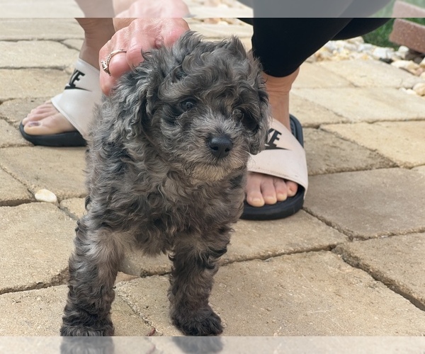 Full screen Photo #3 Poodle (Toy) Puppy For Sale in ROCK HILL, SC, USA