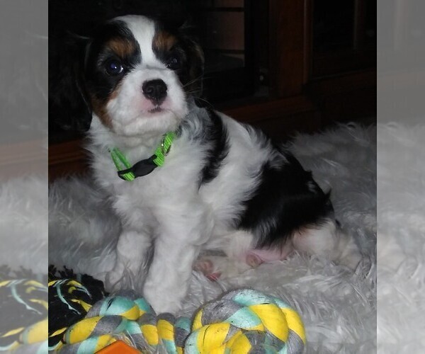 Medium Photo #9 Cavalier King Charles Spaniel Puppy For Sale in HOWLAND, OH, USA