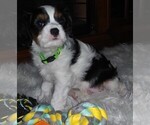 Small Photo #9 Cavalier King Charles Spaniel Puppy For Sale in HOWLAND, OH, USA