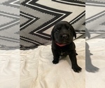 Small Photo #6 Sheprador Puppy For Sale in AURORA, OR, USA
