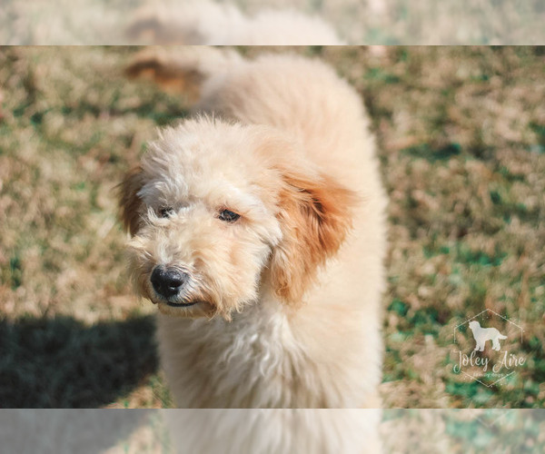 Medium Photo #14 Goldendoodle Puppy For Sale in CARLOCK, IL, USA