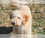 Small Photo #14 Goldendoodle Puppy For Sale in CARLOCK, IL, USA