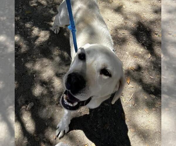 Medium Photo #2 Labrador Retriever Puppy For Sale in San Diego, CA, USA