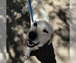 Small #1 Labrador Retriever