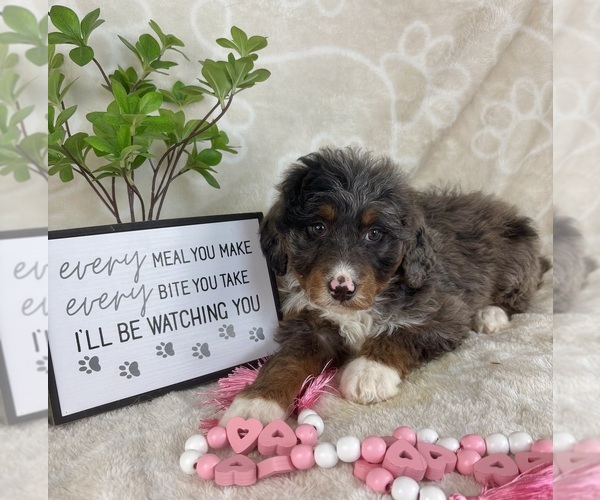 Medium Photo #6 Bernedoodle (Miniature) Puppy For Sale in INDIANAPOLIS, IN, USA