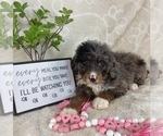 Small #5 Bernedoodle (Miniature)