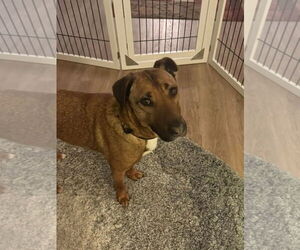 Dunson - Male Mutt Dog for Adoption - Photo #5